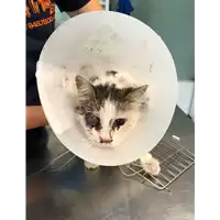 Foto dell\'animale gatto - Matr. 2021/0736 - Microchip 380260044516445