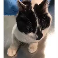 Foto dell\'animale gatto - Matr. 2024/0974 - Microchip 380260044998248