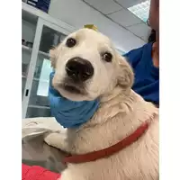 Foto dell\'animale cane - Matr. 2024/0985 - Microchip 380260044998092