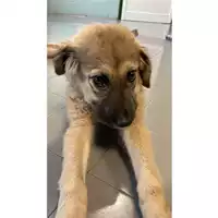Foto dell\'animale cane - Matr. 2024/0989 - Microchip 380260044998360