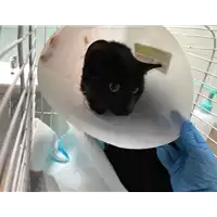 Foto dell\'animale gatto - Matr. 2021/0737 - Microchip 380260044516495
