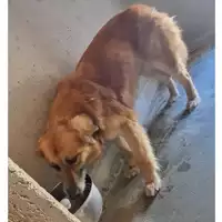 Foto dell\'animale cane - Matr. 2024/0993 - Microchip 380260044998149