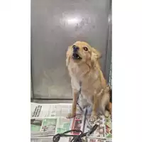 Foto dell\'animale cane - Matr. 2024/0995 - Microchip 380260102671735