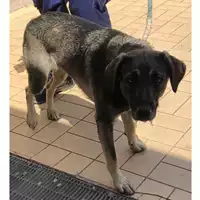 Foto dell\'animale cane - Matr. 2024/0997 - Microchip 380260044998447