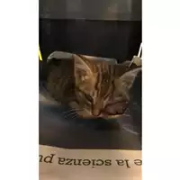 Foto dell\'animale gatto - Matr. 2024/0998 - Microchip 380260044997895