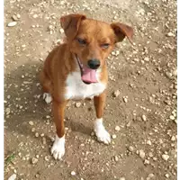 Foto dell\'animale cane - Matr. 2021/0738 - Microchip 380260044516237