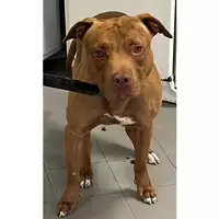 Foto dell\'animale cane - Matr. 2024/1000 - Microchip 380260044997997