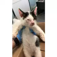 Foto dell\'animale gatto - Matr. 2024/1005 - Microchip 380260044998531