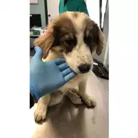 Foto dell\'animale cane - Matr. 2024/1006 - Microchip 380260044998153