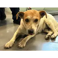 Foto dell\'animale cane - Matr. 2024/1011 - Microchip 380260044997842