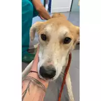 Foto dell\'animale cane - Matr. 2024/1012 - Microchip 380260044997830