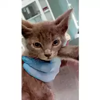 Foto dell\'animale gatto - Matr. 2024/1013 - Microchip 380260044997825