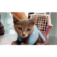 Foto dell\'animale gatto - Matr. 2024/1014 - Microchip 380260044981412