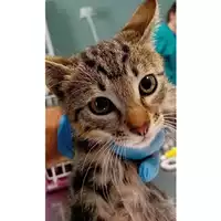 Foto dell\'animale gatto - Matr. 2024/1015 - Microchip 380260044980708