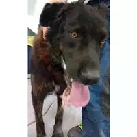 Foto dell\'animale cane - Matr. 2024/1019 - Microchip 380260100646527