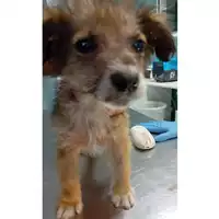 Foto dell\'animale cane - Matr. 2024/1020 - Microchip 380260044981460