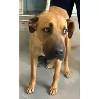 Foto dell\'animale cane - Matr. 2024/1021 - Microchip 380260170065738