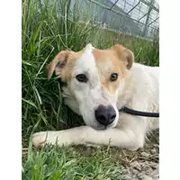Foto dell\'animale cane - Matr. 2024/1022 - Microchip 380260044997662