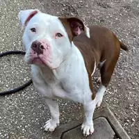 Foto dell\'animale cane - Matr. 2024/1023 - Microchip 380260102669212