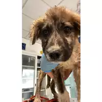 Foto dell\'animale cane - Matr. 2024/1024 - Microchip 380260044981513