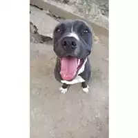 Foto dell\'animale cane - Matr. 2021/0684 - Microchip 380260044552017
