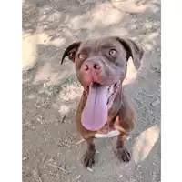 Foto dell\'animale cane - Matr. 2024/0661 - Microchip 380260044997786