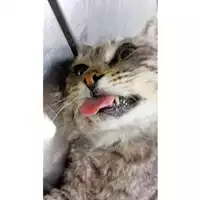 Foto dell\'animale gatto - Matr. 2024/1026 - Microchip 380260044997525