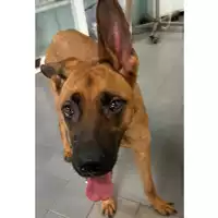 Foto dell\'animale cane - Matr. 2024/1029 - Microchip 380260170291370