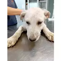 Foto dell\'animale cane - Matr. 2024/1032 - Microchip 380260044981369