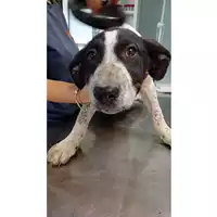 Foto dell\'animale cane - Matr. 2024/1034 - Microchip 380260044998342