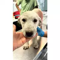 Foto dell\'animale cane - Matr. 2024/1035 - Microchip 380260044981360