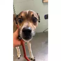 Foto dell\'animale cane - Matr. 2024/1033 - Microchip 380260044997971