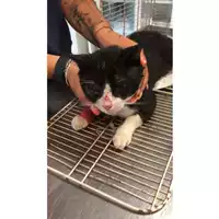 Foto dell\'animale gatto - Matr. 2024/1038 - Microchip 380260044998501