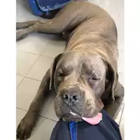 Foto dell\'animale cane - Matr. 2024/1040 - Microchip 380260004202123