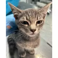 Foto dell\'animale gatto - Matr. 2024/1044 - Microchip 380260044981416