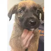 Foto dell\'animale cane - Matr. 2024/1047 - Microchip 380260044998163