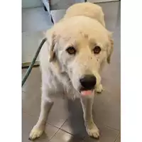 Foto dell\'animale cane - Matr. 2024/1049 - Microchip 380260170055219
