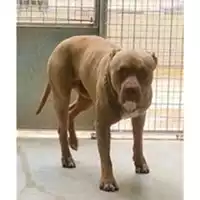 Foto dell\'animale cane - Matr. 2024/1048 - Microchip 380260160043168