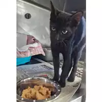 Foto dell\'animale gatto - Matr. 2024/1050 - Microchip 380260044998120