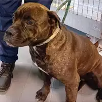 Foto dell\'animale cane - Matr. 2024/1051 - Microchip 380260044980919