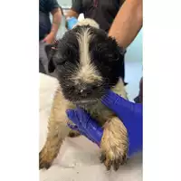 Foto dell\'animale cane - Matr. 2024/1056 - Microchip 380260044997778