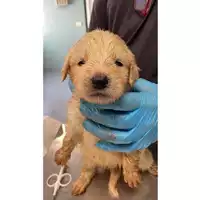 Foto dell\'animale cane - Matr. 2024/1057 - Microchip 380260044998214