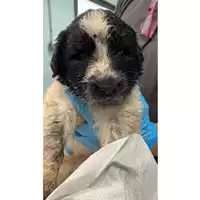 Foto dell\'animale cane - Matr. 2024/1058 - Microchip 380260044997551