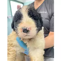 Foto dell\'animale cane - Matr. 2024/1059 - Microchip 380260044981527