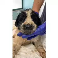 Foto dell\'animale cane - Matr. 2024/1060 - Microchip 380260044998168