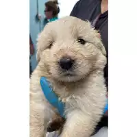 Foto dell\'animale cane - Matr. 2024/1061 - Microchip 380260044997893