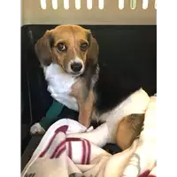 Foto dell\'animale cane - Matr. 2021/0746 - Microchip 380260044541608