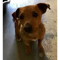 Foto dell\'animale cane - Matr. 2017/0650 - Microchip 380260043150192