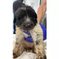 Foto dell\'animale cane - Matr. 2024/1062 - Microchip 380260044998087
