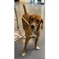 Foto dell\'animale cane - Matr. 2023/1658 - Microchip 380260102557742